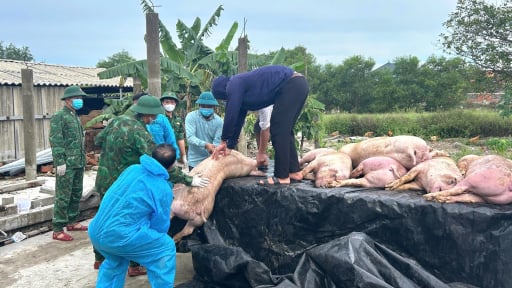 Quảng Trị: Xót xa đàn lợn gần 100 con phải tiêu hủy vì dịch tả lợn châu Phi, hộ dân thiệt hại 300 triệu đồng