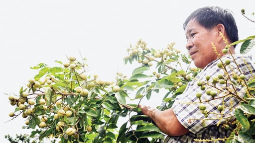 Một giống nhãn mới hạt lép ở Vĩnh Long vừa cho quả ngon, vừa trồng làm kiểng đang khiến nhiều người chú ý