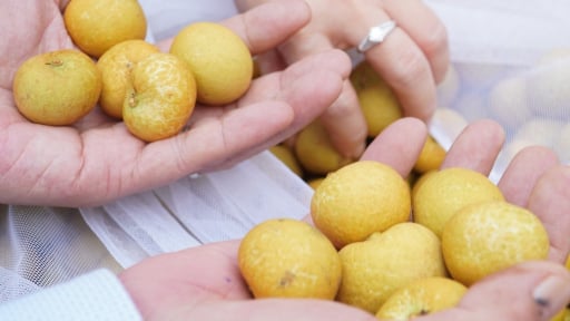 Nông dân Cần Thơ trồng thanh nhãn kiểu gì mà nhà nào cũng trúng mùa, bán giá cao?