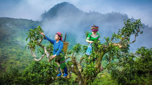  Biến lá rừng, củ 'sâm đất', chè cổ thụ thành đặc sản OCOP Lào Cai 