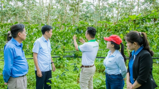 Đây là loại cây mới đang trồng nhiều ở Đắk Lắk hướng tới mục tiêu là “cây tỷ đô” nhờ kiểu liên kết sản xuất này