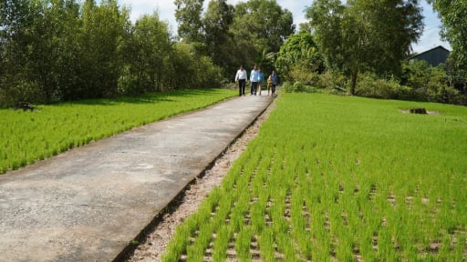 Vào Tổ hợp tác trồng lúa VietGAP, nông dân nơi này ở Cà Mau tăng thu nhập, xây dựng nông thôn mới số