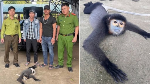 Phát hiện con động vật hoang dã bị thương trên đèo Con Ó, 3 thanh niên Lâm Đồng mang giao nộp cho công an 