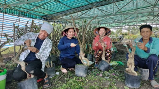 Vườn rộng 2ha trồng thứ cây cảnh nở hoa cản chả kịp, một nông dân Đồng Tháp phát tài
