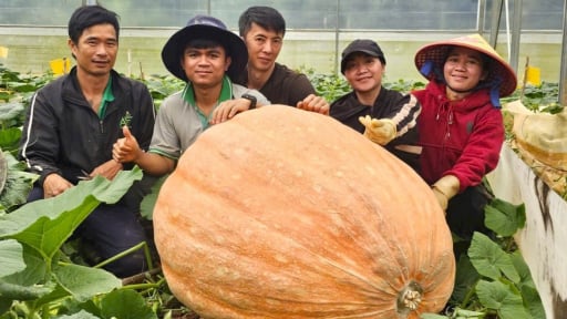 Quả bí khổng lồ nặng hơn 170kg ở Lâm Đồng, phá kỷ lục quả bí lớn nhất Việt Nam