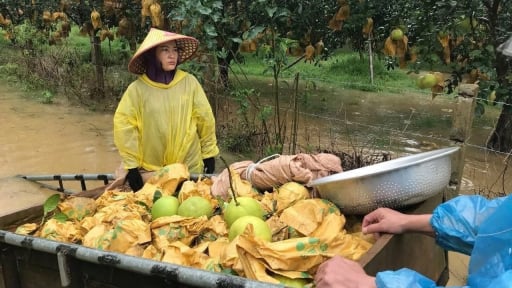 Hà Tĩnh: Nông dân chèo thuyền bẻ bưởi Phúc Trạch, bán chạy nước lụt