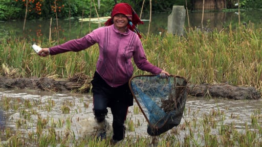Nông dân 'miền cổ tích' Ngọc Chiến tỉnh Sơn La trổ tài bắt cá nhân ngày tết Độc lập