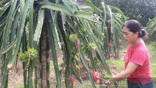 Liều trồng cây ra quả to mọng trên đất cằn sỏi đá, một nông dân Lạng Sơn có của ăn của để
