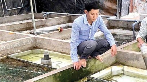 Con đặc sản bình dân này nuôi dày đặc, một nông dân Cần Thơ bắt bán 10 tấn, giá 90.000 đồng/kg