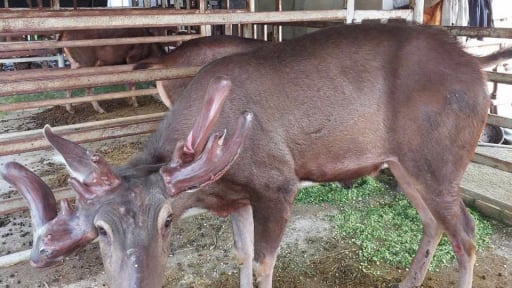 Nông dân TPHCM nuôi con gì chả tốn tiền mua thức ăn, sản phẩm bổ dưỡng đạt 3 sao OCOP, thu về 500 triệu/năm