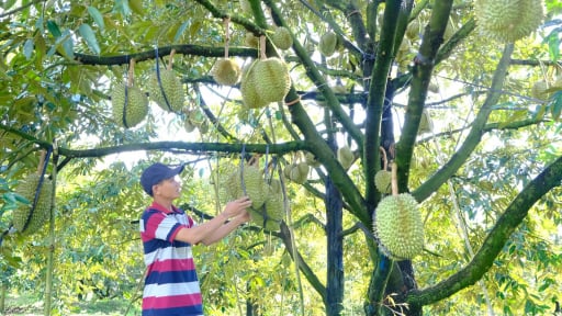Trồng sầu riêng như trồng cây tiền tỷ, vì sao diện tích tăng gấp 6 lần sau 10 năm, Lâm Đồng chiếm bao nhiêu héc ta?