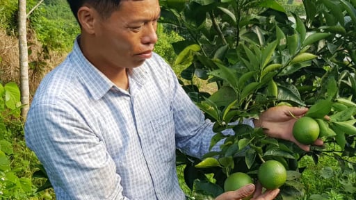 Nông thôn Tây Bắc: Đào tạo nghề ở vùng cao Điện Biên - 'gieo' nghề, 'gặt' mùa no ấm
