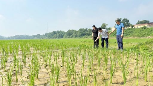 Truyền thuyết nàng dâu mới ngủ quên và giống lúa nếp có cái tên lạ Gà Gáy đang được tỉnh Phú Thọ phục tráng thế nào?
