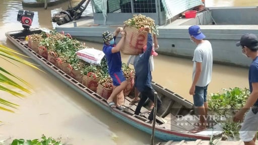 Các mô hình trồng trọt, chăn nuôi áp dụng kỹ thuật tốt, tăng hộ giàu, giảm nhà nghèo ở xã Phú Hựu, tỉnh Đồng Tháp mới