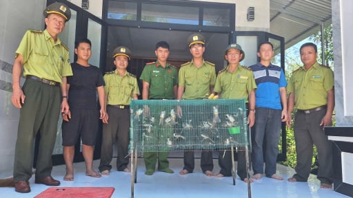 TP.Huế: Kiểm lâm xử lý 2 vụ mua bán chim chào mào trái phép