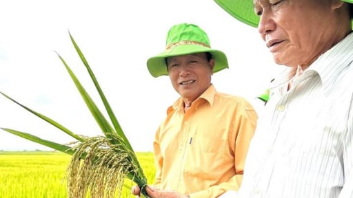 TBR19 góp phần tạo nên vụ mùa bội thu trên đồng đất Quảng Trị anh hùng