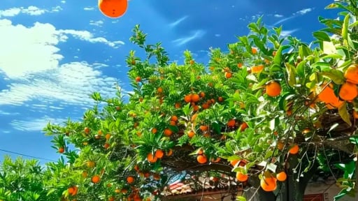 Người xưa nói: Trong nhà có 3 cây, con cháu luôn giàu có, thịnh vượng, gia đình 4 mùa tươi đẹp, ngọt ngào
