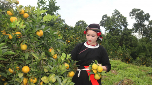 Chương trình mục tiêu Quốc gia chậm tiến độ, Chủ tịch UBND tỉnh, thành phố chịu trách nhiệm toàn diện trước Thủ tướng