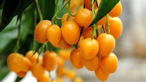 Cây cảnh dân dã, trồng ở sân như đón về một mảnh hồn quê, giúp gia đình tiền vào như nước, tài lộc sinh sôi, 