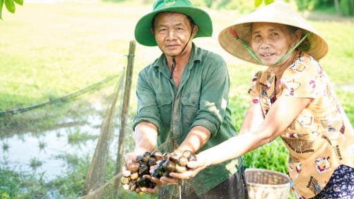 Nu&ocirc;i con vật ăn b&egrave;o, rau củ tr&ecirc;n v&ugrave;ng đất kh&oacute; nhiều n&ocirc;ng d&acirc;n ở x&atilde; v&ugrave;ng ven Đ&agrave; Nẵng đổi đời