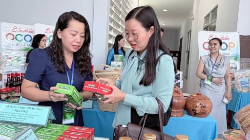 Trồng m&atilde;ng cầu xi&ecirc;m dưới t&aacute;n vườn dừa, một n&ocirc;ng d&acirc;n An Giang (Ki&ecirc;n Giang cũ) chế biến kiểu g&igrave; m&agrave; b&aacute;n th&agrave;nh c&ocirc;ng?