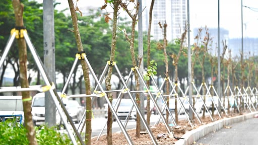 Cận cảnh h&agrave;ng trăm c&acirc;y Chi&ecirc;u Li&ecirc;u tr&ecirc;n đường V&otilde; Ch&iacute; C&ocirc;ng chuẩn bị được thay thế