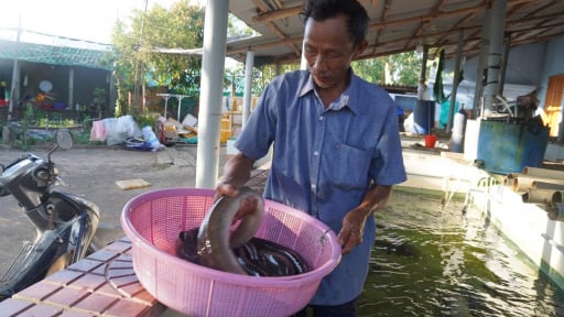 Từng mất tiền tỷ v&igrave; thất bại, một người B&igrave;nh Định (tỉnh Gia Lai mới) nay thu nửa tỷ/năm nhờ lo&agrave;i c&aacute; đẻ dưới biển s&acirc;u