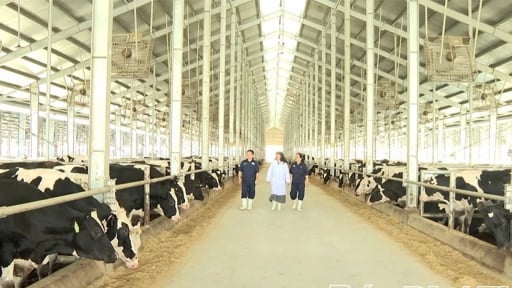 S&aacute;p nhập th&agrave;nh c&ocirc;ng tỉnh Vĩnh Ph&uacute;c cũ, tỉnh H&ograve;a B&igrave;nh cũ, nay tỉnh Ph&uacute; Thọ mới c&oacute; lợi thế về chăn nu&ocirc;i c&ocirc;ng nghệ cao