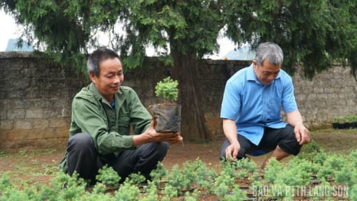 Ho&agrave;ng đ&agrave;n l&agrave; c&acirc;y g&igrave;, gỗ ho&agrave;ng đ&agrave;n qu&yacute; hiếm cỡ n&agrave;o, v&igrave; sao ươm c&acirc;y ho&agrave;ng đ&agrave;n giống ở Lạng Sơn phải cần cấp giấy ph&eacute;p?