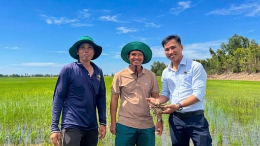 Hồi sinh đất ph&egrave;n để cho c&aacute;nh đồng l&uacute;a lu&ocirc;n xanh khỏe