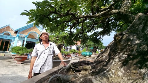 &ldquo;Ph&ugrave; ph&eacute;p&rdquo; c&acirc;y cổ thụ th&agrave;nh si&ecirc;u phẩm 'ngồi' chậu bonsai, anh n&ocirc;ng d&acirc;n Long An cũ, nay l&agrave; tỉnh T&acirc;y Ninh thu tiền tỷ