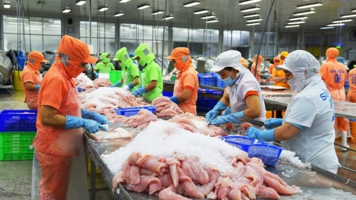 Trung Quốc chi hơn 1,2 tỷ USD mua thủy sản Việt Nam, kim ngạch xuất khẩu năm 2026 đạt 12 tỷ USD?