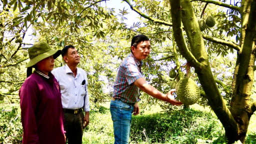 Chuyển đổi cơ cấu c&acirc;y trồng, vật nu&ocirc;i hiệu quả, tỉnh An Giang (gồm Ki&ecirc;n Giang cũ) d&agrave;nh 136.000ha đất v&agrave;o việc n&agrave;y