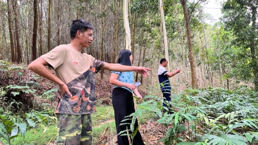 Loại c&acirc;y c&agrave;ng trồng c&agrave;ng lan rộng gi&uacute;p n&ocirc;ng d&acirc;n một x&atilde; ở Lạng Sơn h&aacute;i ra tiền dưới t&aacute;n rừng