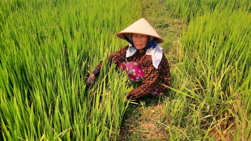 V&igrave; sao c&aacute;c ruộng l&uacute;a ven s&ocirc;ng Vĩnh Điện ở một phường của Đ&agrave; Nẵng (địa phận Quảng Nam cũ) cứ hay bị 'chết trẻ'?