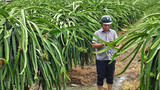 D&acirc;n t&igrave;nh 'ph&aacute;t ớn' thứ xưa l&agrave; 'c&acirc;y ph&aacute;t t&agrave;i', sao &ocirc;ng n&ocirc;ng d&acirc;n Long An, nay l&agrave; T&acirc;y Ninh vẫn 'chung t&igrave;nh đắm đuối'?