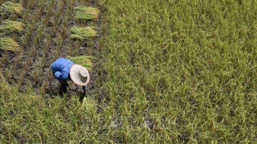 Đ&acirc;y l&agrave; loại t&agrave;i nguy&ecirc;n quan trọng m&agrave; cường quốc xuất khẩu gạo lớn thứ 3 thế giới đang t&iacute;ch trữ