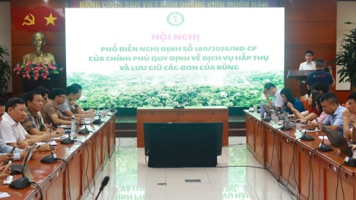 Nghị định mới về t&iacute;n chỉ carbon rừng: Gỡ n&uacute;t thắt ph&aacute;p l&yacute;, mở rộng cơ hội tạo nguồn thu từ rừng