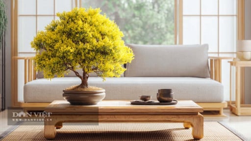 4 c&acirc;y cảnh bonsai tỏa hương, đặt trong nh&agrave; c&ocirc;ng việc nở hoa, gia đ&igrave;nh th&ecirc;m lộc, trồng một c&acirc;y thơm cả đời