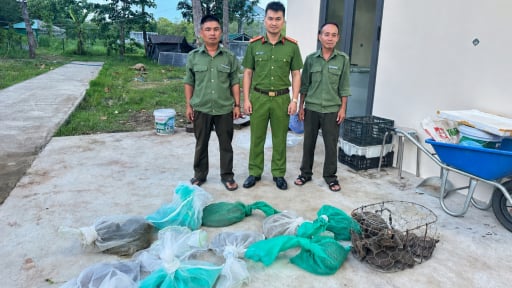 Ph&aacute;t hiện hơn 200 c&aacute; thể động vật hoang d&atilde; bị vận chuyển, nu&ocirc;i nhốt tr&aacute;i ph&eacute;p ở Đắk Lắk