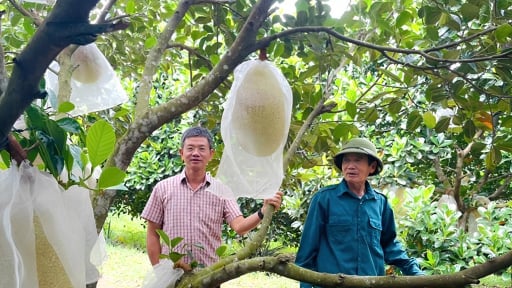Trồng thứ m&iacute;t lạ, quả to bự, 'thịt đỏ au, cắn ngọt lừ', một n&ocirc;ng d&acirc;n Quảng B&igrave;nh, nay l&agrave; Quảng Trị 'cầm' 600 triệu/năm