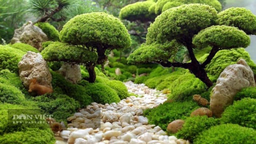 5 c&acirc;y cảnh tựa kho b&aacute;u xanh từ đại ng&agrave;n, cỏ dại h&oacute;a bonsai kh&iacute; ph&aacute;ch, chi&ecirc;u t&agrave;i, giữ lộc, gieo an y&ecirc;n cho tổ ấm