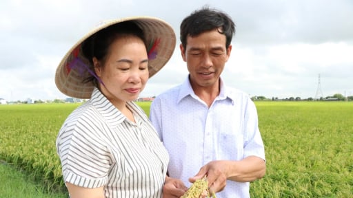 'Nữ tướng' ở Hưng Y&ecirc;n biến ruộng hoang th&agrave;nh c&aacute;nh đồng 100 mẫu l&uacute;a trĩu b&ocirc;ng, tự l&aacute;i drone, m&aacute;y cấy... thu tiền tỷ