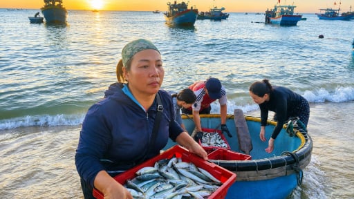 Một c&aacute;i chợ c&aacute; biển ở Quảng Trị (địa phận tỉnh Quảng B&igrave;nh cũ), c&aacute; mực tươi r&oacute;i l&ecirc;n bờ, c&oacute; con to bằng gang tay
