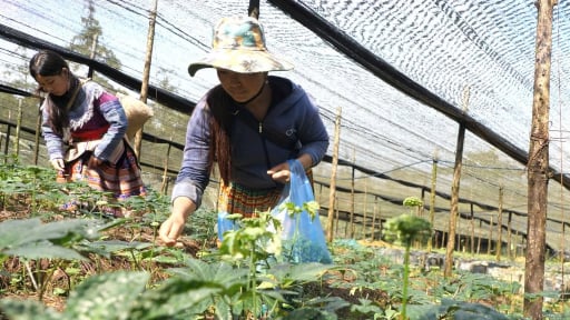 N&ocirc;ng th&ocirc;n T&acirc;y Bắc: Dưới t&aacute;n rừng xanh Bắc H&agrave; nảy mầm sinh kế mới
