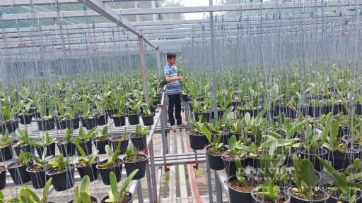 Sản xuất hoa lan cấy m&ocirc; với sản lượng 200.000 c&acirc;y, n&ocirc;ng d&acirc;n TPHCM thu mấy tỷ đồng/năm?