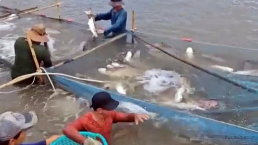 Nu&ocirc;i th&agrave;nh c&ocirc;ng c&aacute; đặc sản s&ocirc;ng M&ecirc; K&ocirc;ng ở x&atilde; mới của v&ugrave;ng biển tỉnh Bến Tre cũ, nay l&agrave; tỉnh Vĩnh Long mới