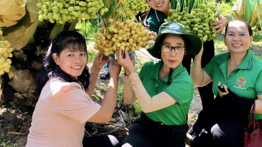 Trồng c&acirc;y đặc sản nổi tiếng Trung Đ&ocirc;ng tại TP.HCM, tr&aacute;i đẻ từng ch&ugrave;m, n&ocirc;ng d&acirc;n b&aacute;n nửa triệu đồng/kg
