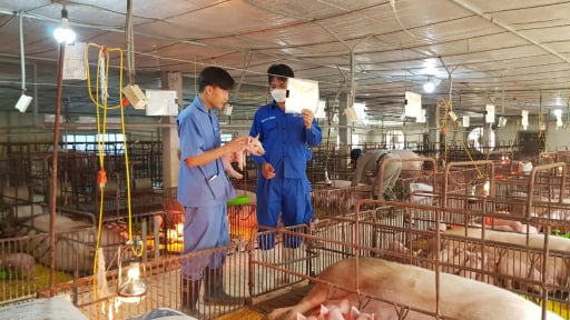 Thực trạng ng&agrave;nh chăn nu&ocirc;i Việt Nam: Khi d&ograve;ng vốn dư thừa &ldquo;chảy&rdquo; sang Việt Nam &mdash; Ai sẽ g&aacute;nh chịu? (B&agrave;i 2)