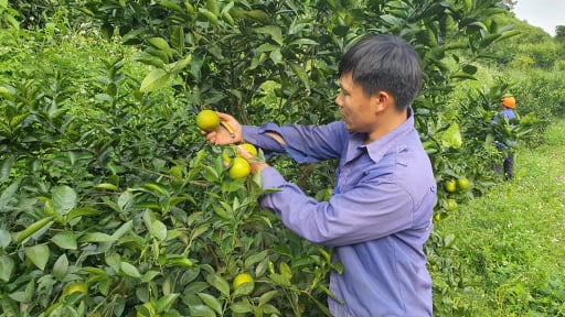 Ph&uacute; Thọ: Quyết liệt n&acirc;ng cao chất lượng, truy xuất nguồn gốc n&ocirc;ng, l&acirc;m, thủy sản giai đoạn 2026 - 2030